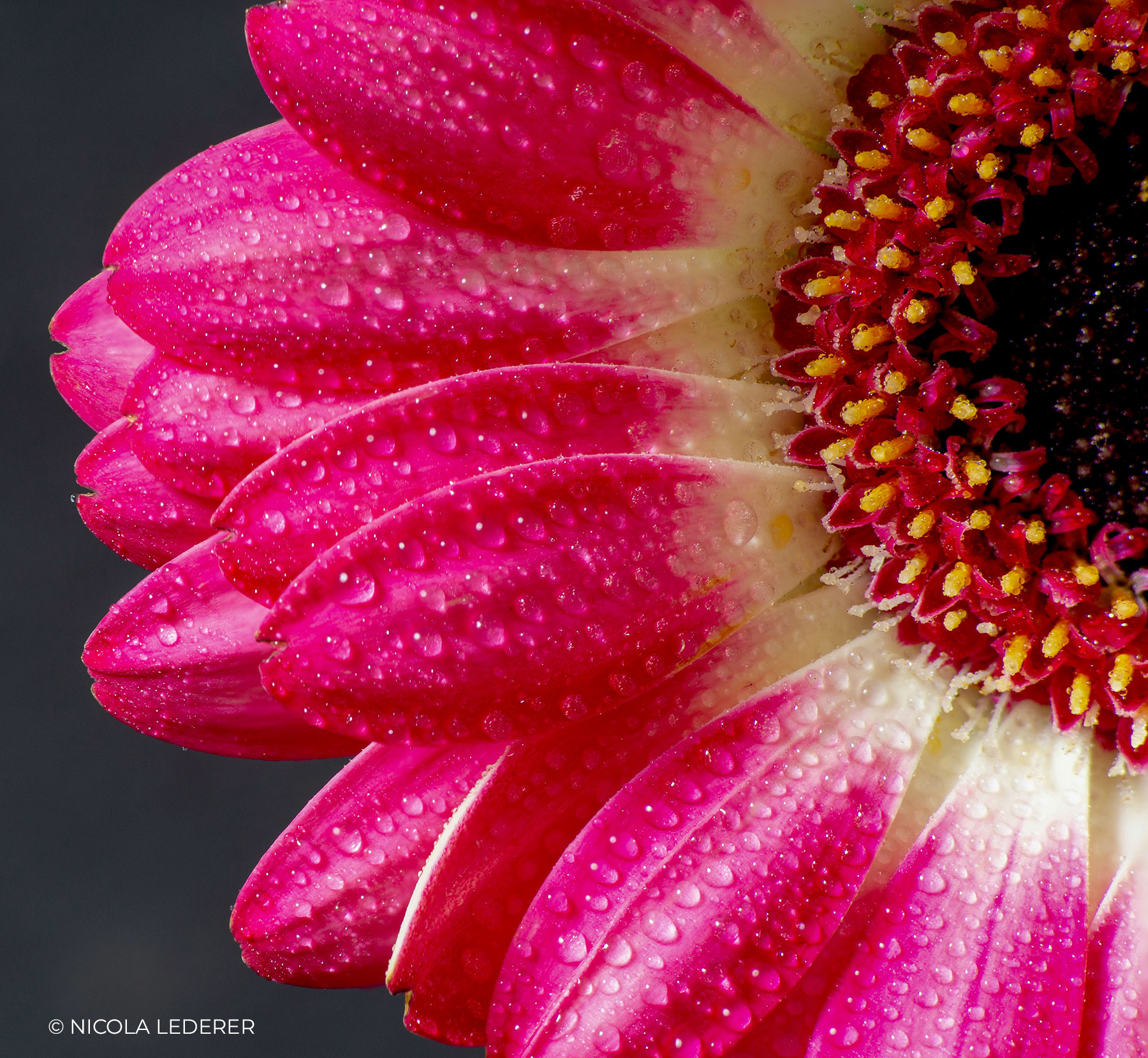 Makroaufnahme einer pinken Gerbera mit Wassertropfen auf den Blütenblättern, Foto von Nicola Lederer