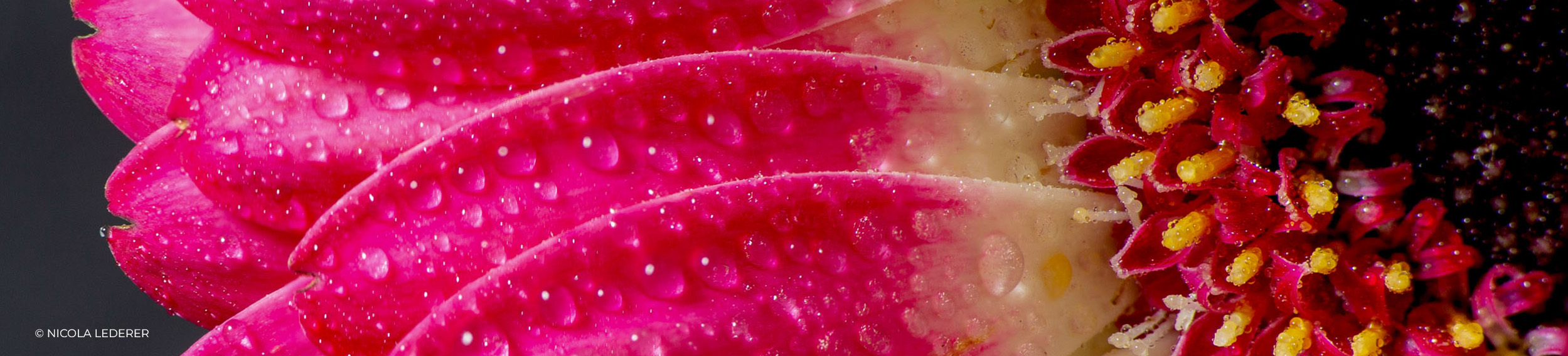 Makroaufnahme einer pinken Gerbera mit Wassertropfen auf den Blütenblättern, Foto von Nicola Lederer